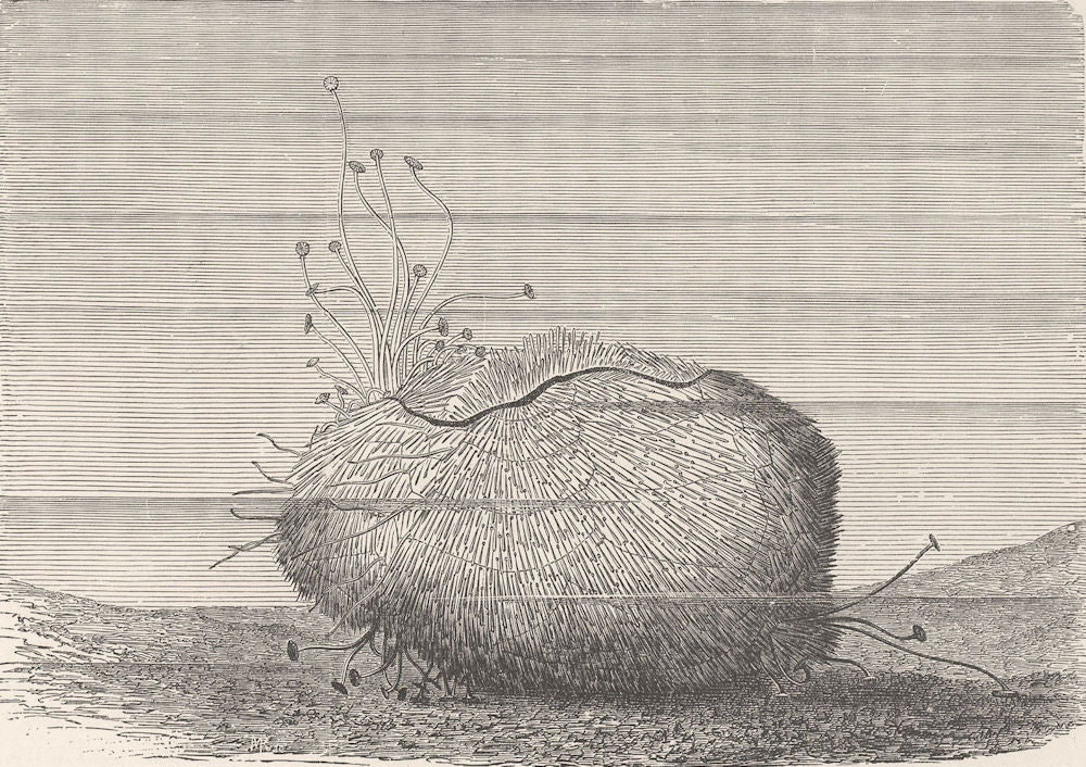 FISH. Fiddle heart-urchin, moving over sand 1896 old antique print picture